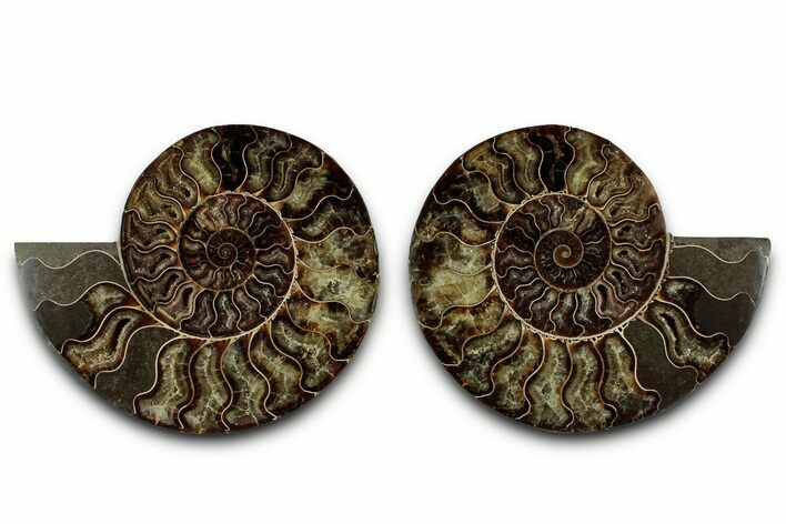 Cut & Polished Crystal-Filled Ammonite Fossil - Madagascar #359539